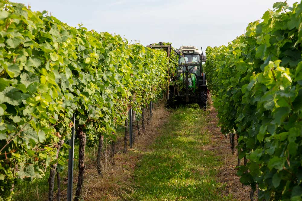 Arbeiten in den Weinbergen