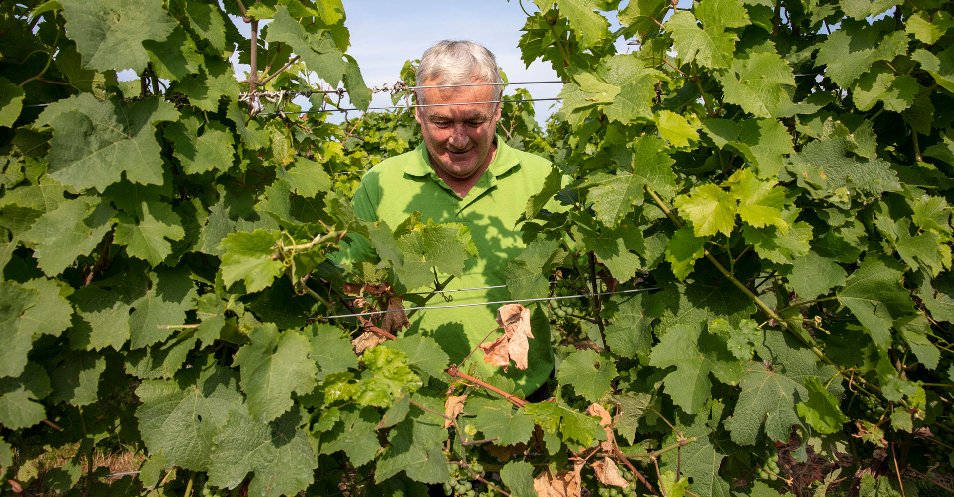 Reiner Bourquin im Weinberg